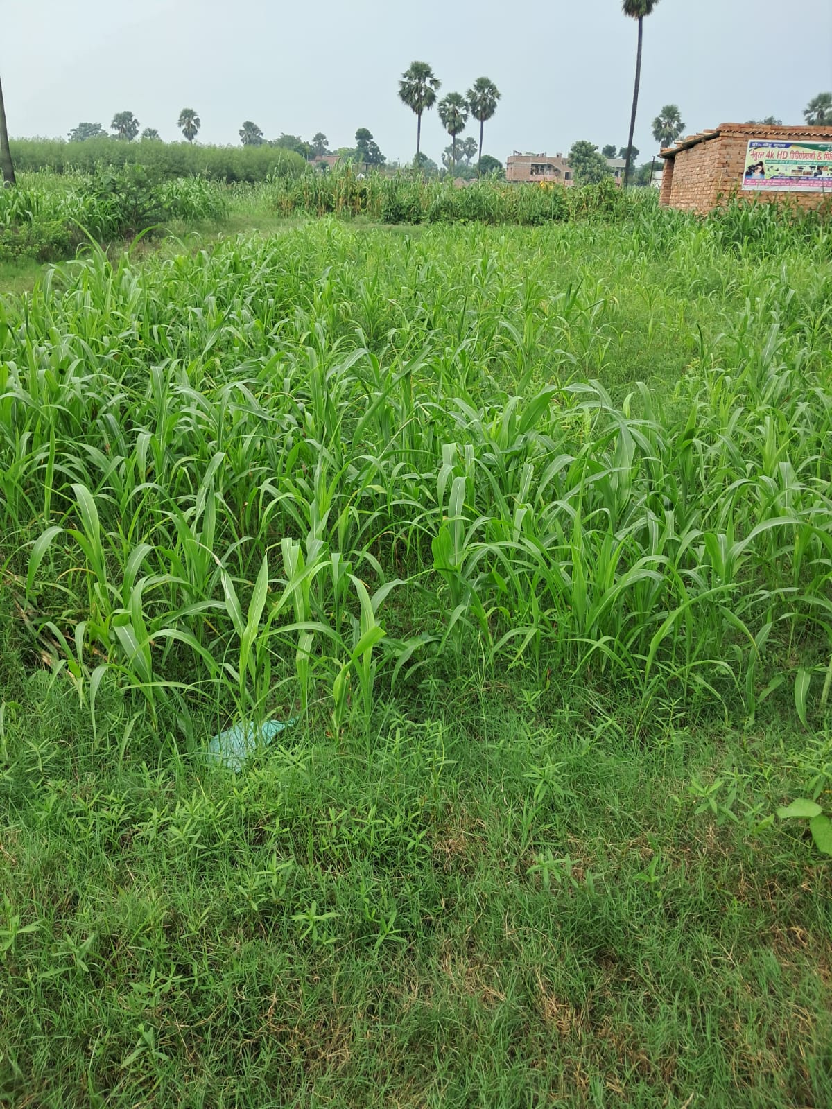 960 sqft plot in Mahnar Bazar