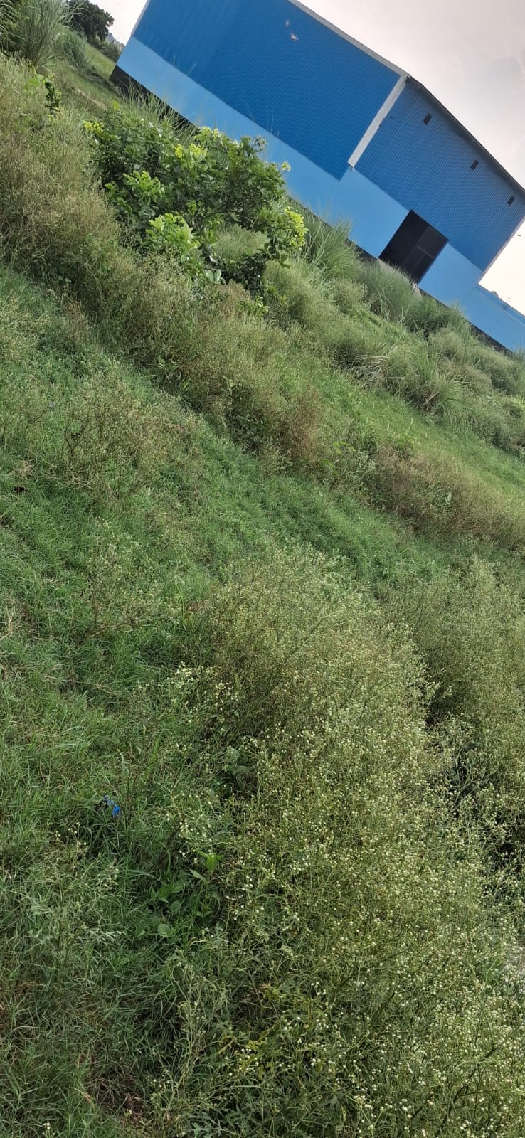 9 bigha plot in Alahadadpur
