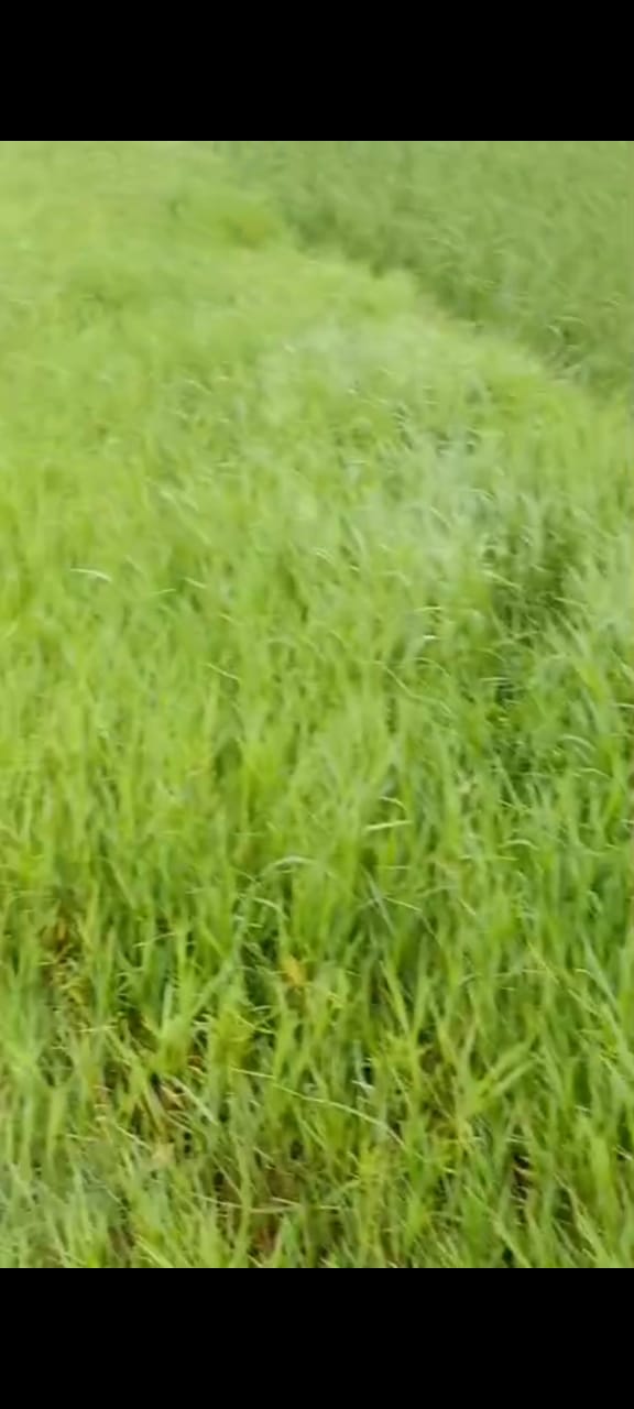 Farmhouse in Amru
