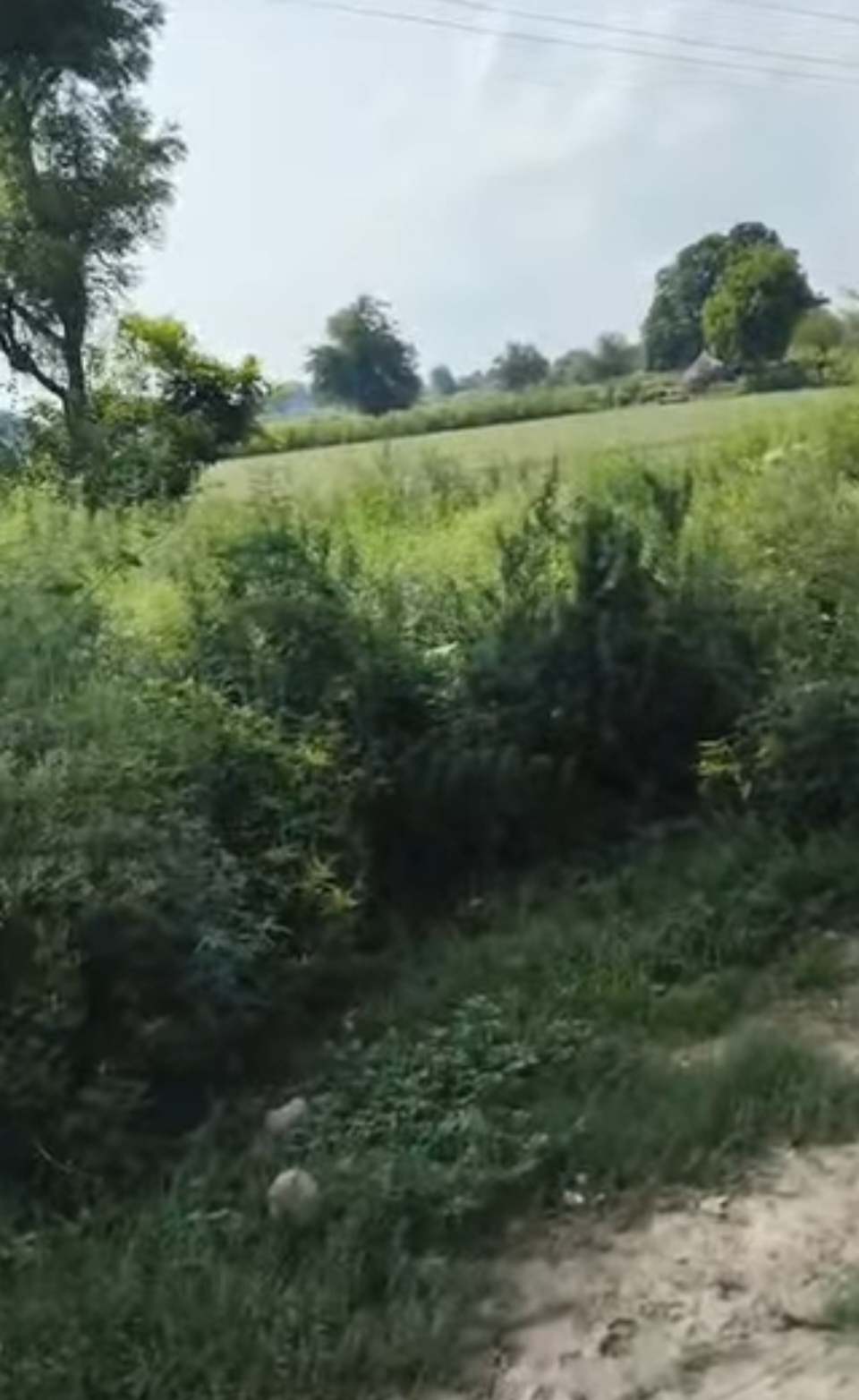 16 bigha plot in Tarauli Shumali